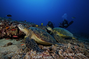 Two turtle and two divers, Oahu Hawaii. by Stuart Ganz 